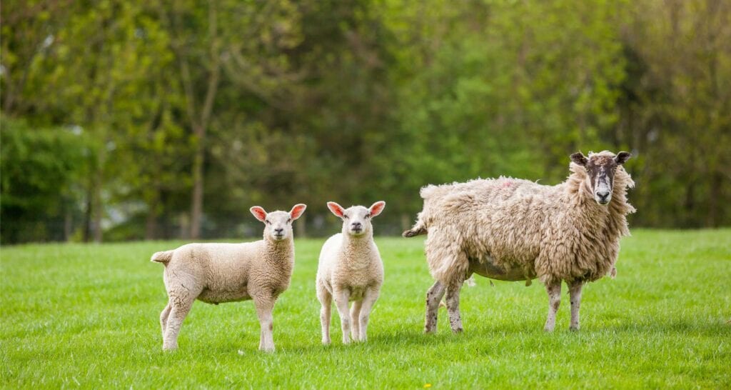Sheep fencing saves livestock & money