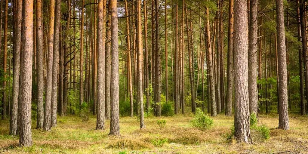 Pine forestry plantation