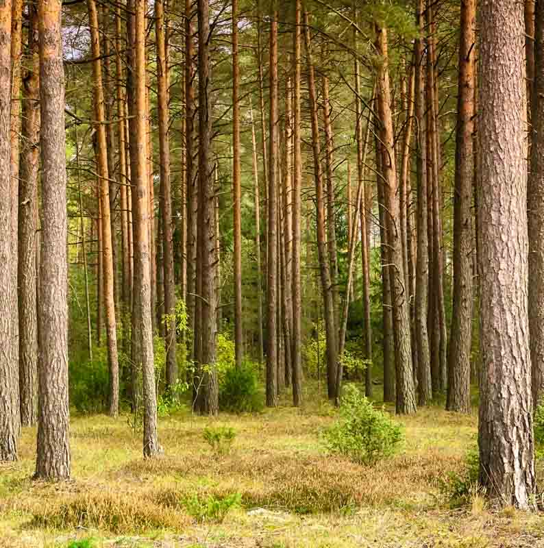 Commercial pine forestry plantation