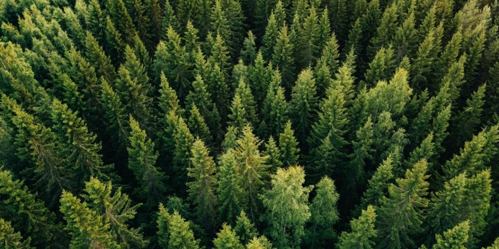aerial view of trees