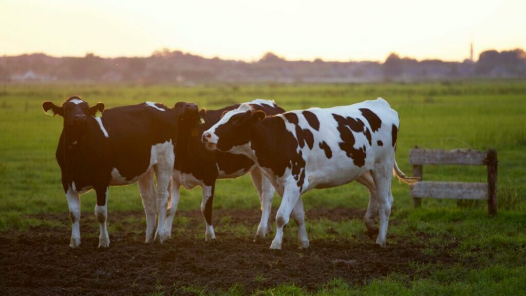 three cows in a paddock on a farm