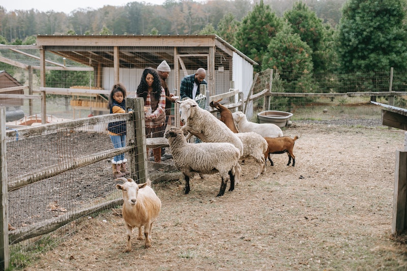 This image has an empty alt attribute; its file name is farm-sheep-fencing.jpg