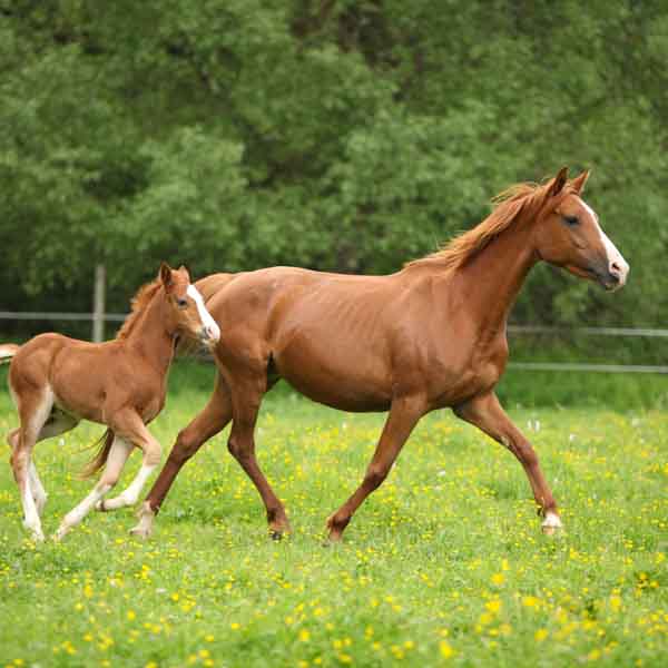 Horses in field 