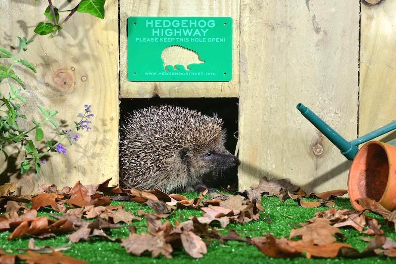 A hedgehog hole to help hedgehogs roam freely between gardens
