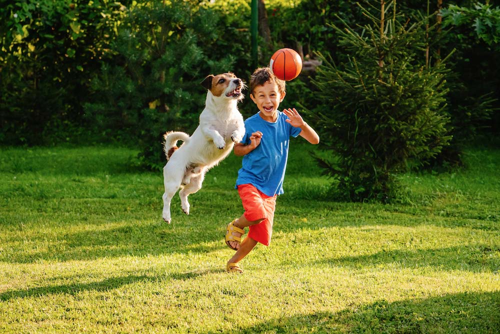 Keep Animals and children safe in your garden with a sturdy fence
