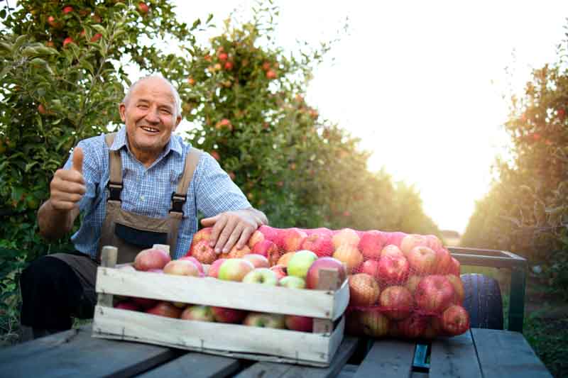 Image showing harvest of apples 