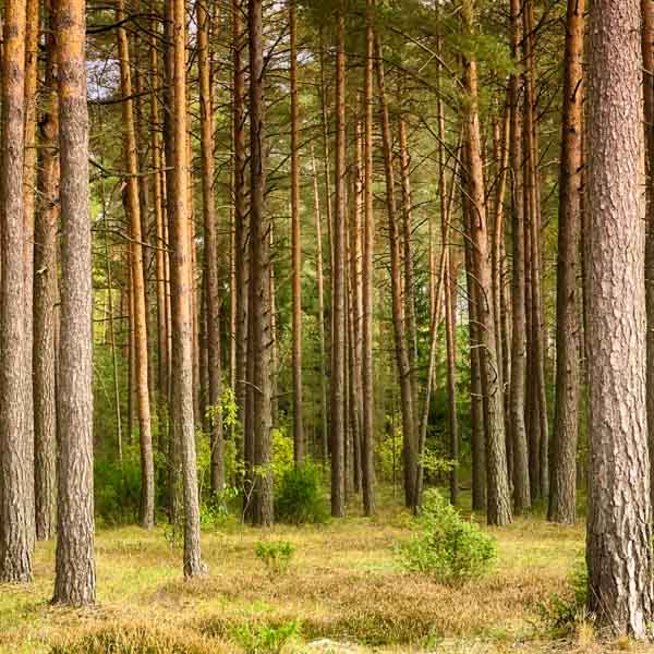 Forestry 