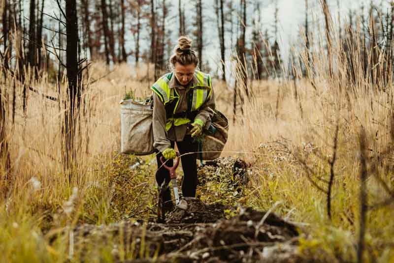 Forester planting trees