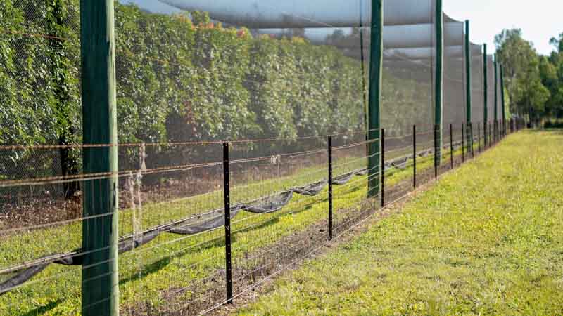 Image showing timber fruit netting supports 