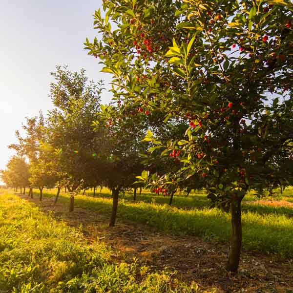 Fruit orchard