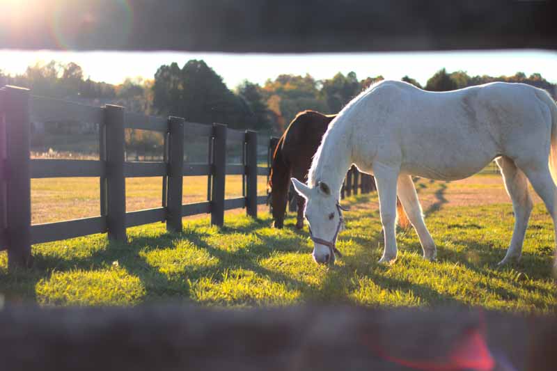 Horses stood behind fence