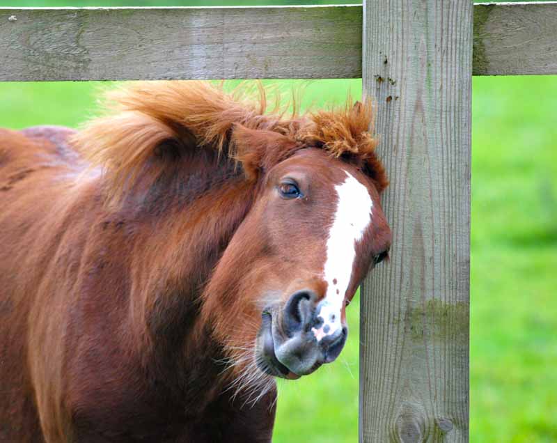 Pony scratching it's head