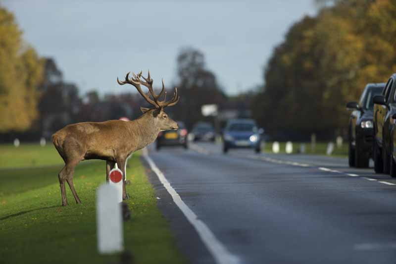 Stag crossing road 