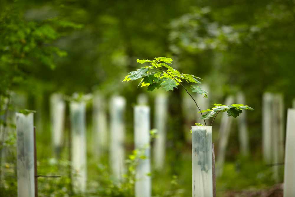 Tree saplings protected with tree guards